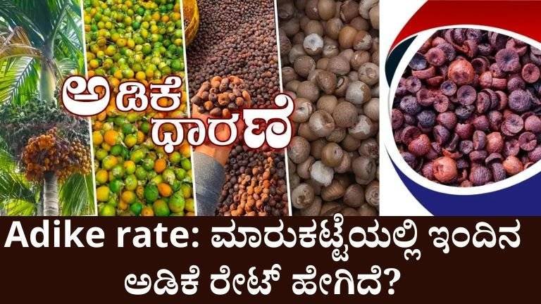 Arecanut price today : ಅಡಿಕೆ ಬೆಲೆ, ಮಾರುಕಟ್ಟೆಯಲ್ಲಿ ಇಂದಿನ ಅಡಿಕೆ ರೇಟ್ ಎಷ್ಟು?