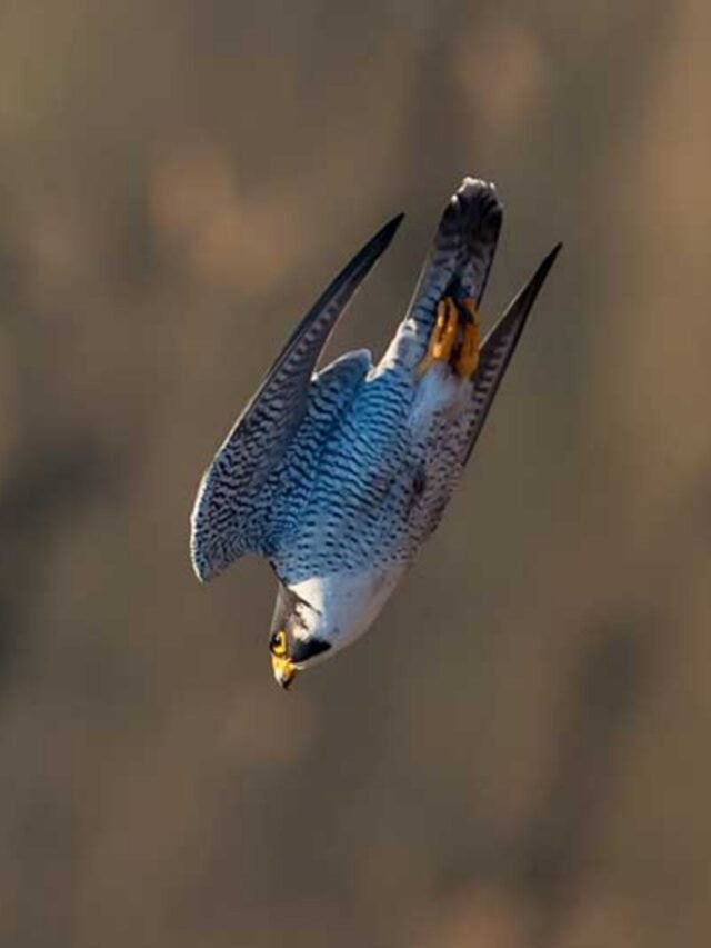 Top 10 Fastest Birds in the World