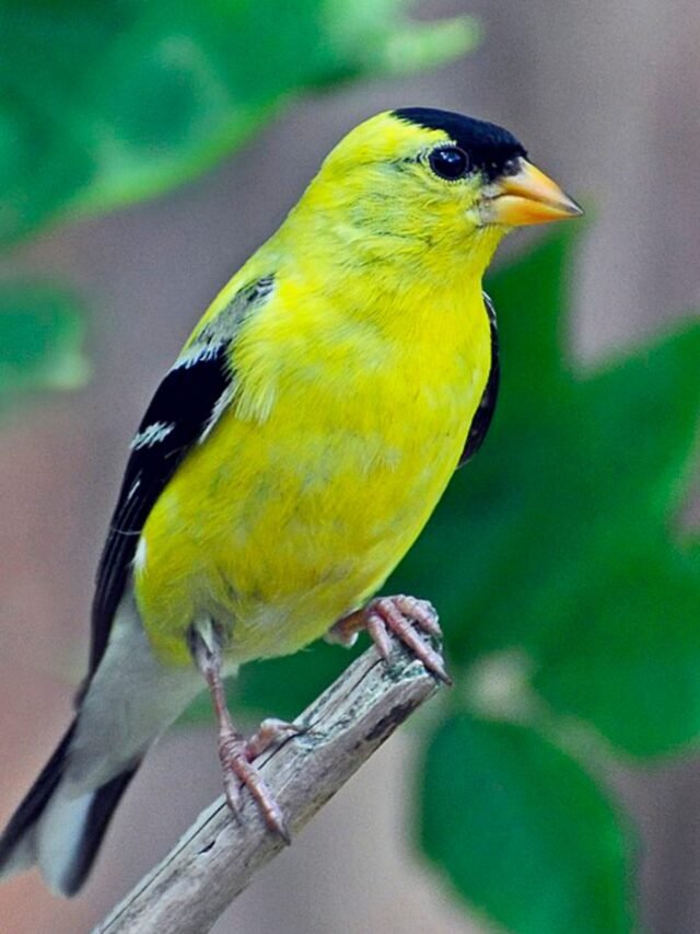 Top 10 Most Beautiful Yellow Birds